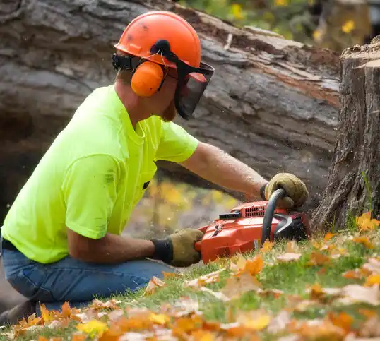 tree services Peña Blanca